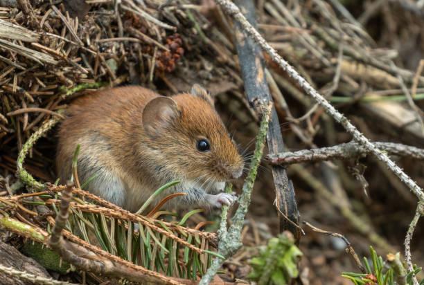 ❗️Внимание! Впереди сезон ГЛПС - геморрагической лихорадки с почечным синдромом (мышиной лихорадки)